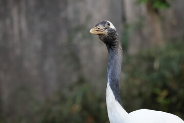 Naklejka premium タンチョウ