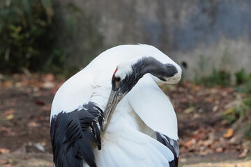 Naklejka premium タンチョウ