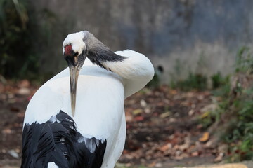 Naklejka premium タンチョウ