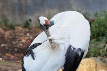 Naklejka premium タンチョウ