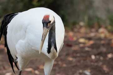 Naklejka premium タンチョウ