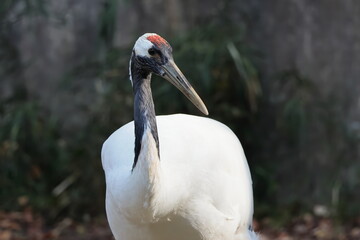 Naklejka premium タンチョウ