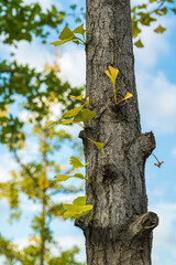 A close up shot of a tree trunk with new green leaves sprouting from it against a blue sky with white clouds on a sunny day outdoors