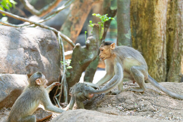 Barbary macaque ape, rhesus monkey territorial fight, male attacks baby, wildlife of Goa India, jungle and rainforest animal 
