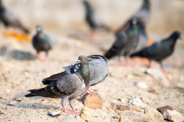 Rock Pigeon walking in city, wildlife bird in urban environment, rock dove or Columba livia, widespread common animal in India 