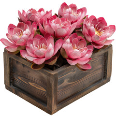 Wooden Box Full Of Lotus Blossom isolated background