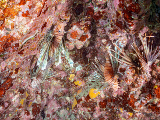 ハナミノカサゴ, Red Lionfish, Pterois volitans, ミノカサゴ亜科,ヒリゾ浜, Hirizo beach,南伊豆, South Izu,伊豆半島, Izu Peninsula,静岡県, Shizuoka pref,ヒリゾ浜スキンダイビングツアー, HIRIZO Beach Skindiving Tour,