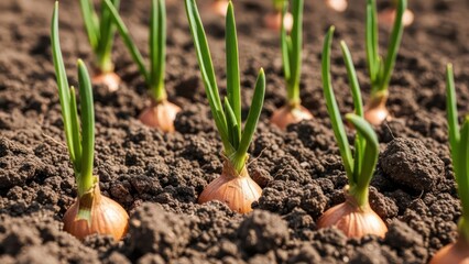 Row of onions sprouting green shoots in dark soil, sunny garden scene