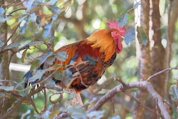 Chicken Resting on Branch in Natural Surroundings