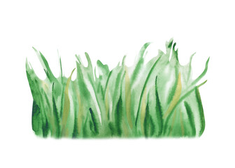 Watercolor illustration of a bunch of juicy green grass. Realistic image of a lawn on an isolated background. A botanical clipart for summer design.