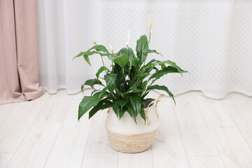 Beautiful spathiphyllum (peace lily) houseplant with flowers on floor at home