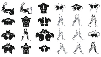 Anatomy illustrations of human muscles isolated on white background