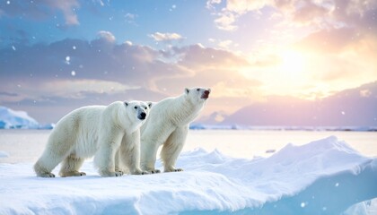 Two polar bears in falling snow on frozen winter Antarctica background. 