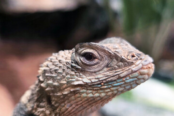 Close-Up Portrait of a Lizard Showcasing Intricate Reptile Patterns and Textures