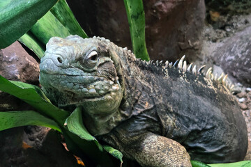 Lizard Resting Amongst Greenery in a Natural Habitat Setting