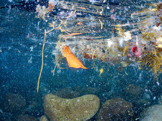 ゴミの中で擬態する。
ナンヨウツバメウオ, Orbicular Batfish, Platax orbicularis,...