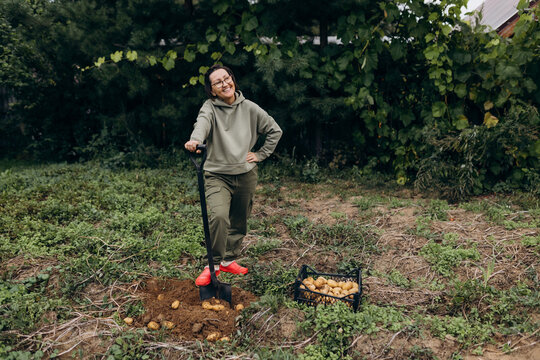Farmer harvesting organic potato outdoors in garden with crate and spade