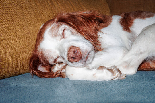 Brittany Spaniel dog sleeping and resting on sofa at home