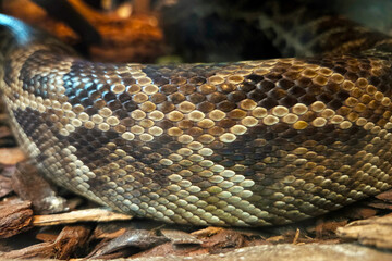 Close-Up of Snake Scales in Natural Habitat for Wildlife Enthusiasts and Nature Studies