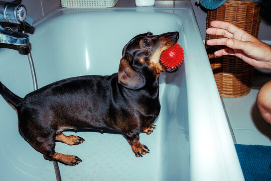 Dachshund playing with red ball in bathtub during grooming routine