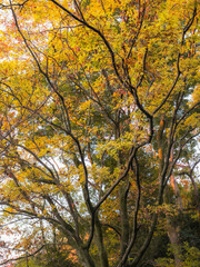 晩秋の六甲の山並みの樹木