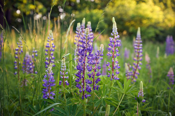 Obraz premium Purple lupin flowers blooms in the field in warm sunshine.