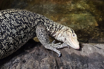 Obraz premium Monitor Lizard Resting on Rock with Textured Skin Pattern in Natural Habitat