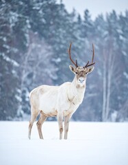 Wild male adult elk on snowy white winter forest background. 