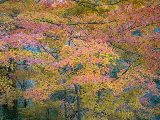 晩秋の六甲の山並みの樹木