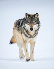 Fototapeta premium Single wild grey wolf walking on white winter snow background.