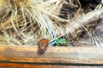 Obraz premium Nature's Intricate Beauty: Cicada Shell on Wooden Surface for Outdoor Exploration Themes