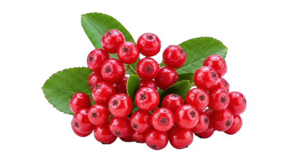 Red Rowan Berries with Green Leaves on White Background