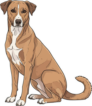 Indian Pariah Dog sitting side profile facing front cute pose