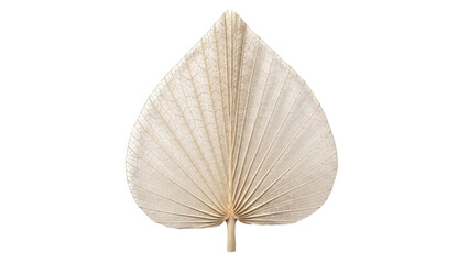 Isolated beige tropical dried leaf, exotic dried flower, floral decoration for wedding