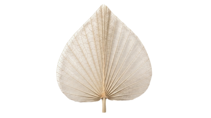 Isolated beige tropical dried leaf, exotic dried flower, floral decoration for wedding