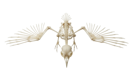 Isolated bird skeleton bones against neutral backdrop, anatomical representation detail, death