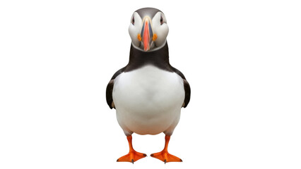 Isolated Atlantic Puffin Standing Upright Facing Forward in Full Body Close-Up Portrait