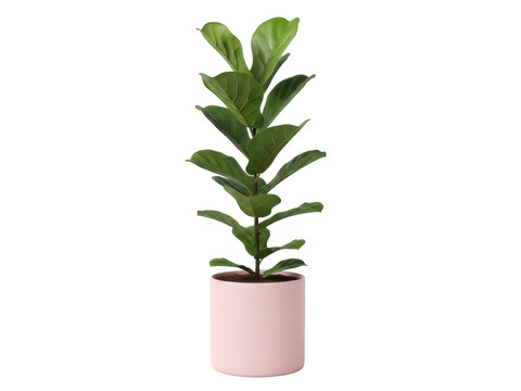 Isolated fiddle leaf fig in a decorative pot, modern interior plant for home decoration