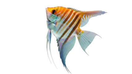 Isolated Angelfish, an exotic freshwater tropical fish, in detail, with stripes and orange head