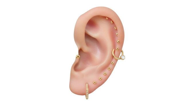 Isolated ear with multiple piercings jewelry cartilage helix tragus lobe conch and daith