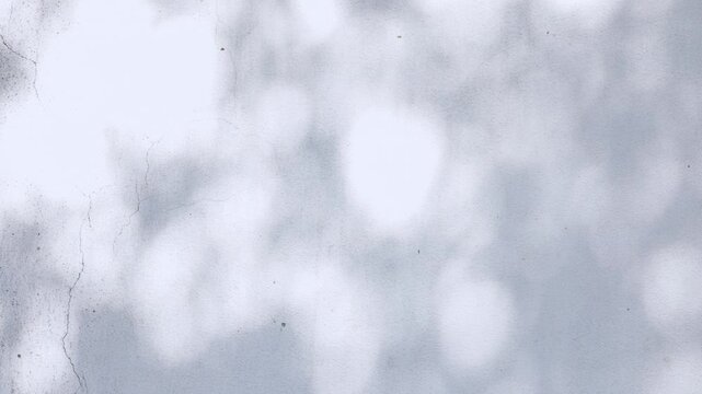 soft white wall background with natural leaf shadow bokeh and gentle sunlight, creating a calm and airy atmosphere for use as a nature inspired backdrop