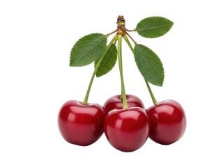 Isolated bunch of fresh red cherries with stems and leaves, healthy organic fruit crop