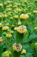 Detailed view of Jerusalem sage clusters on upright stems, suited for garden design materials, botanical publications, and nature marketing. Phlomis fruticosa blooms arranged in layered rings.