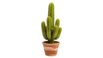 Isolated cactus plant in terracotta pot, home decor, indoor potted succulent, desert plant