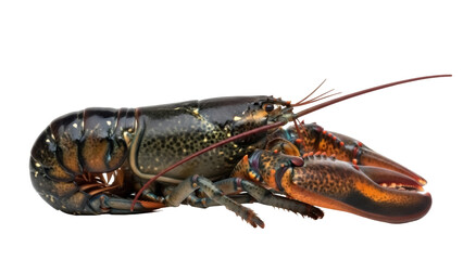 Isolated American lobster lying, showing claws and antennae, marine invertebrate crustacean