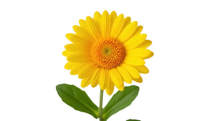 Obraz premium Isolated cheerful vivid yellow flower blossom, green leaves on stem, positive seasonal bloom
