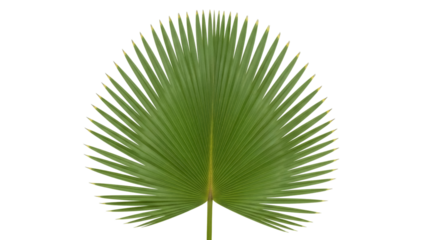 Isolated Green Leaf of Palmetto Fan Palm Tree, Tropical Summer Vacation Botanical Plant Nature