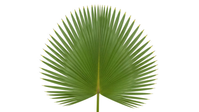 Isolated Green Leaf of Palmetto Fan Palm Tree, Tropical Summer Vacation Botanical Plant Nature