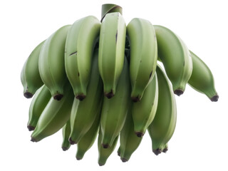 Isolated bunch of green plantain fruit ready to cook, a tropical starchy carbohydrate source food © Maria