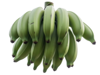 Isolated bunch of green plantain fruit ready to cook, a tropical starchy carbohydrate source food